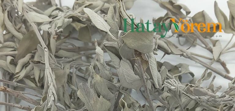 Adaçayı hem şifalı hem de aromatik özellikleriyle bilinen ve pek çok kültürde yaygın olarak kullanılan bir bitkidir. Detaylar yazımızda.