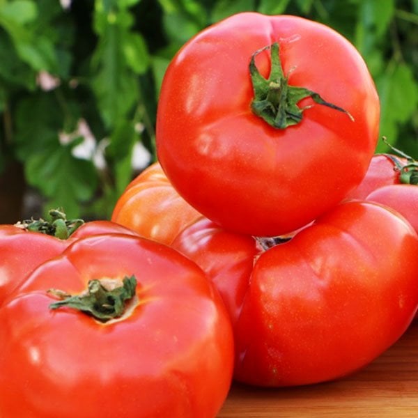 Hatay Yörem Samandağ Domates 1 Kg.