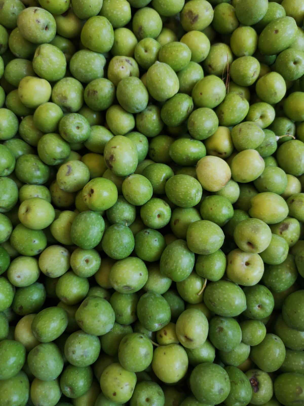 Halhalı Zeytin - Kırılmamış Taze Zeytin ( Diri Zeytin)